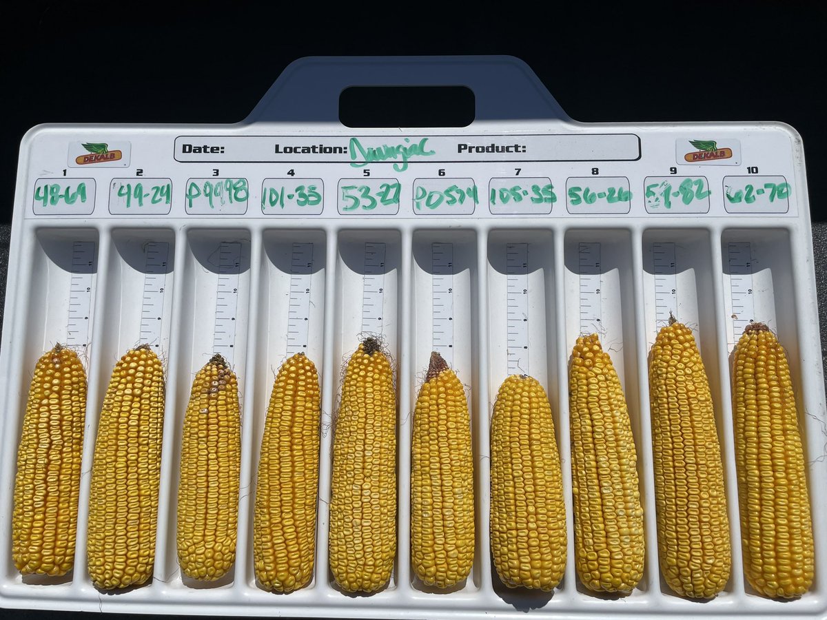 MSUMann's tweet photo. 🏆✅ Always a great day evaluating hybrids with retail partners to present the most diverse hybrid portfolio to our customers! @DKCAS_MI @Asgrow_DEKALB #WinningHasRoots https://t.co/V59oa9YxE5