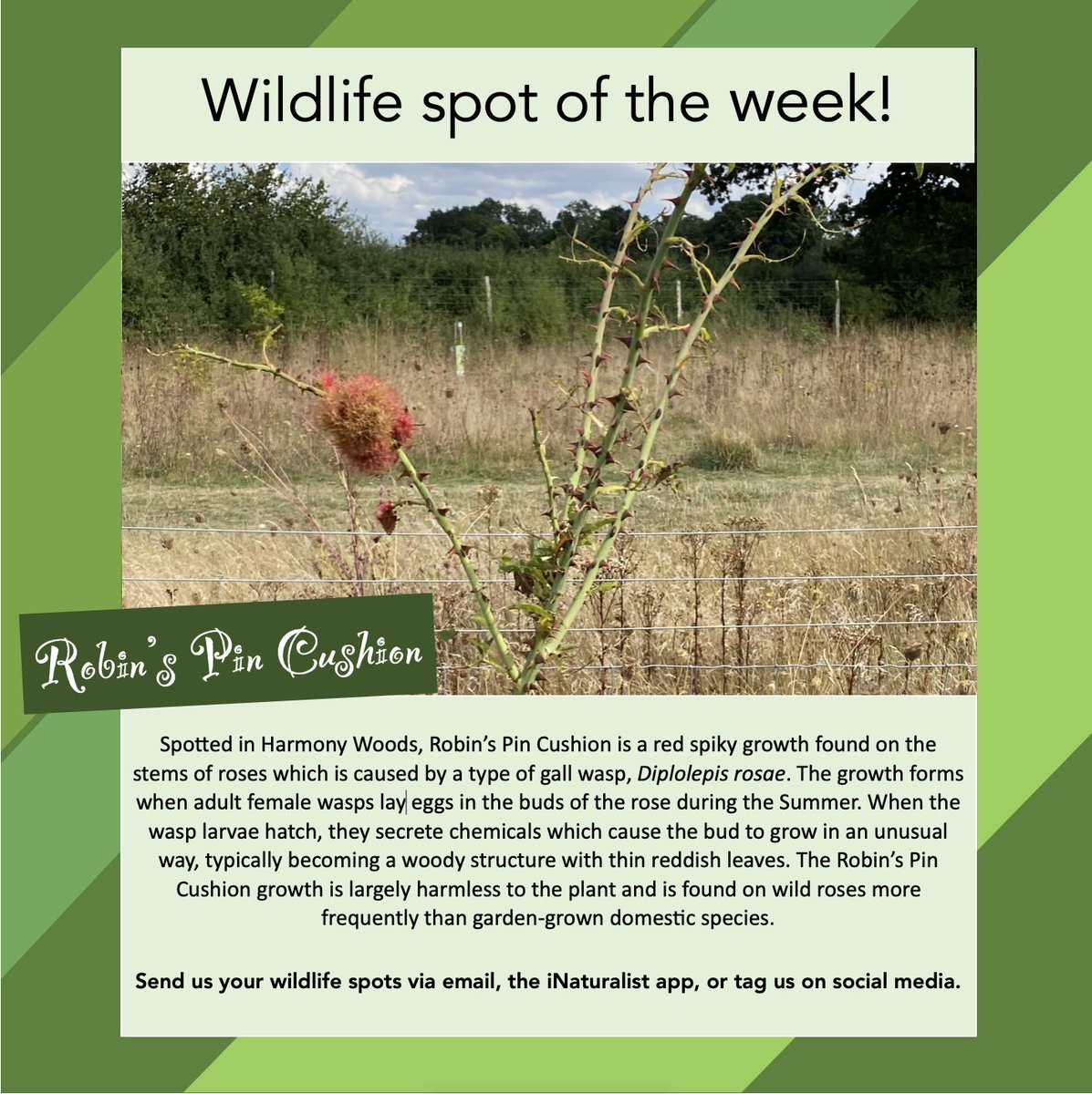 Andover_Trees's tweet photo. Typically found on wild roses, this week's wildlife spot is known as a 'Robin's Pin Cushion' ๐๐น
#gallwasp #natureinharmony #wildlife #nature https://t.co/HLVYpFTAXR