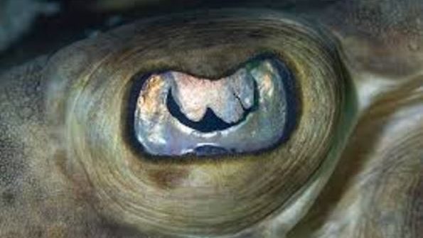 عظمة الخالق، تتجلى في التفاصيل الصغيرة دي.
سبحانك ربي.

بعيدا عن معلومة التمساح يمتلك جفن داخلي إضاف...