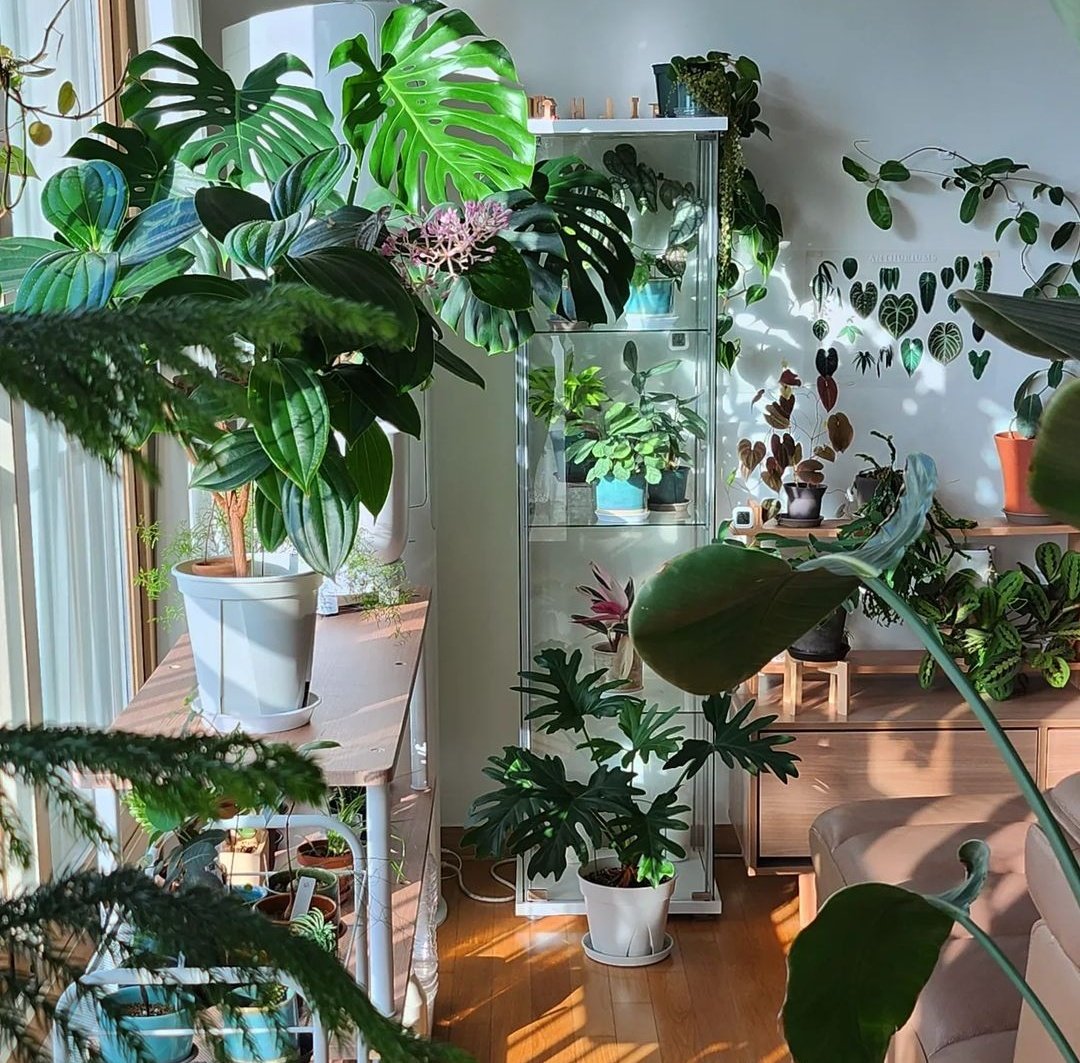 Plant room goals 🌿