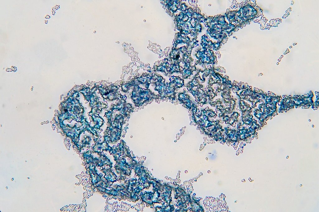 Joint BioEnergy Institute (JBEI) (@jbei) on Twitter photo An amazing team of international scientists have engineered yeast to produce a highly sought-after #chemotherapy agent in short supply. <a href="/MiKrogh/">Michael Krogh Jensen</a> <a href="/Keasling_Lab/">Keasling Lab 🏳️🌈🏳️⚧️</a> <a href="/BerkeleyLab/">Berkeley Lab</a> <a href="/DTUBiosustain/">DTU Biosustain</a> @UnivTours <a href="/MPI_CE/">Max Planck Institute for Chemical Ecology</a> <a href="/BioCPH/">BioInnovation Institute</a>
Read more here ⬇️
bit.ly/3eguUUu An amazing team of international scientists have engineered yeast to produce a highly sought-after #chemotherapy agent in short supply. <a href="/MiKrogh/">Michael Krogh Jensen</a> <a href="/Keasling_Lab/">Keasling Lab 🏳️🌈🏳️⚧️</a> <a href="/BerkeleyLab/">Berkeley Lab</a> <a href="/DTUBiosustain/">DTU Biosustain</a> @UnivTours <a href="/MPI_CE/">Max Planck Institute for Chemical Ecology</a> <a href="/BioCPH/">BioInnovation Institute</a>
Read more here ⬇️
bit.ly/3eguUUu