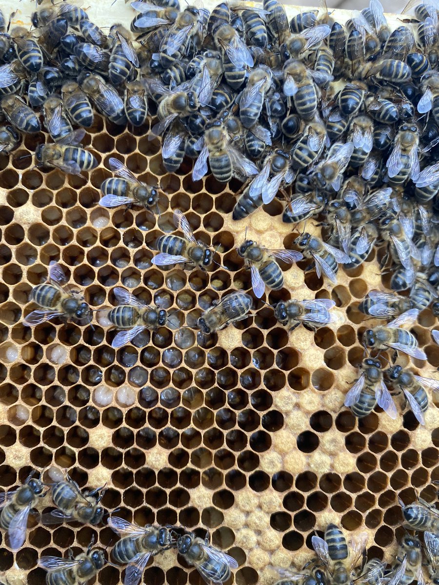 DrBrownMGS's tweet photo. Can you spot the Queen in this photo? https://t.co/L7N6ilmS4U