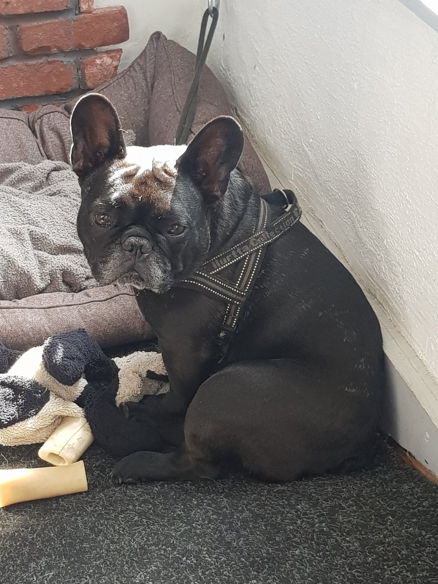 gaffney_v's tweet photo. Any cafe providing coffee with a mini ice cream cone and a cuddly french bulldog called Sherlock gets the Gaffney seal of approval #CafeEleven #whitchurch https://t.co/DU9sNmk15y