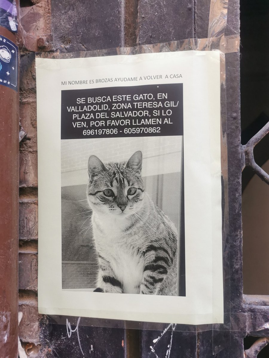 Otro gatete #Perdido en #Valladolid
DIFUSIÓN POR FAVOR