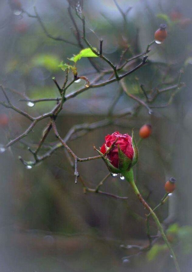 BorBa3333's tweet photo. 🌹
" 'Tis Last Rose of Summer "
        CLANNAD

https://t.co/AzPZO3a8Rv

' 'Tis the last rose of summer
left blooming all alone,
all her lovely companions
are faded and gone..
  No flower of her kindred,
no rosebud is nigh
to reflect back her blushes
and give sigh for sigh ...' https://t.co/Mtyq7piD3J