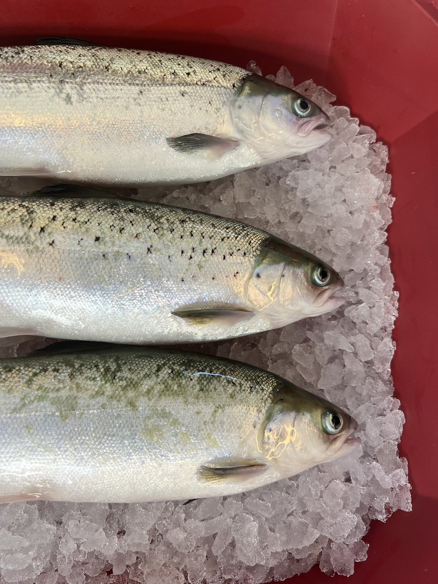 NONFr3's tweet photo. We are sharing the photos of our #NON-Fôr team at Nord University who successfully conducted a 73-day feeding trial and collected samples to reveal the effects of insect meals on Atlantic salmon 🐟🐛🐛 @NordForsk @ShrutiLetSea @IDCarr @Norduniversitet https://t.co/lEI40059zW
