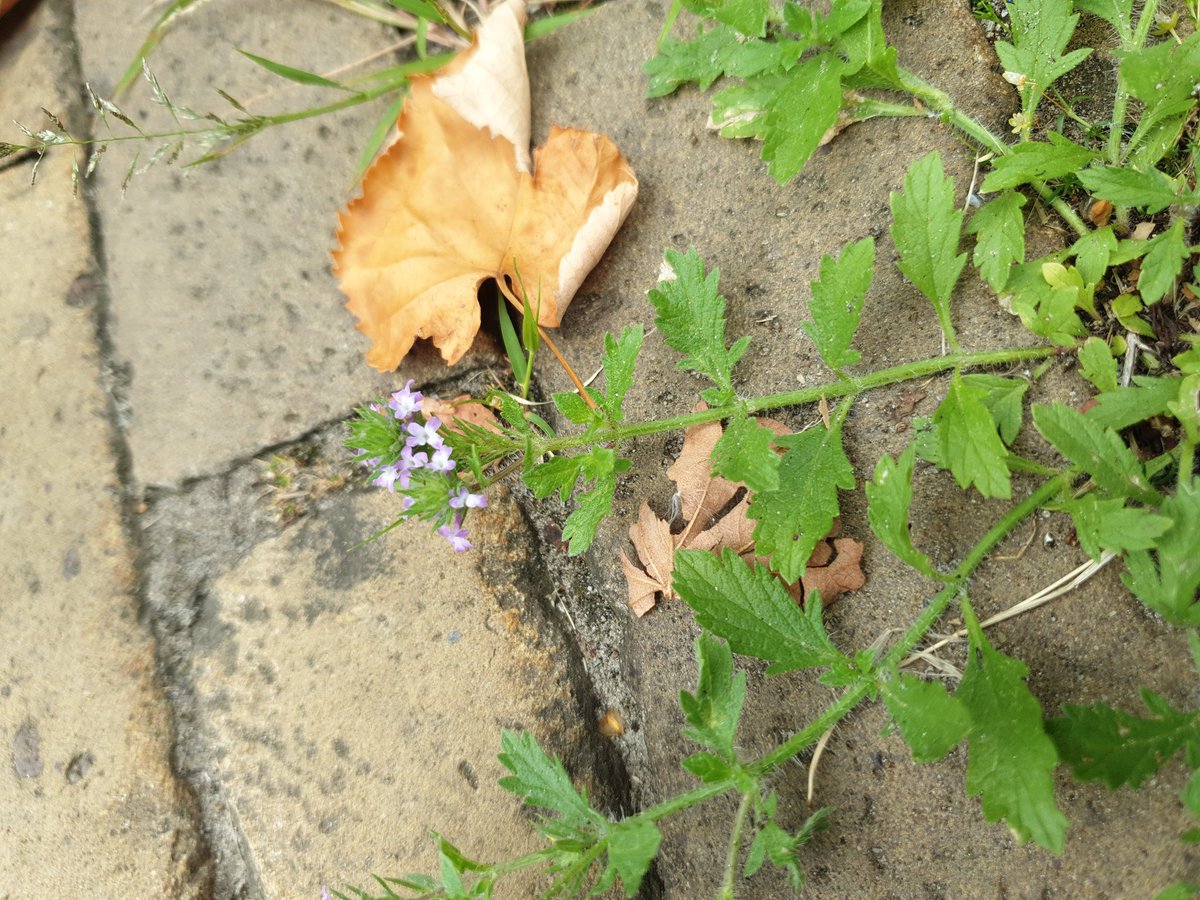 bruinsma_ben's tweet photo. Vond afgelopen weekend Verbena bracteata, lang niet gevonden in Nederland, laatste was in 1955 bij Bennekom. https://t.co/WUc3eIABAi
