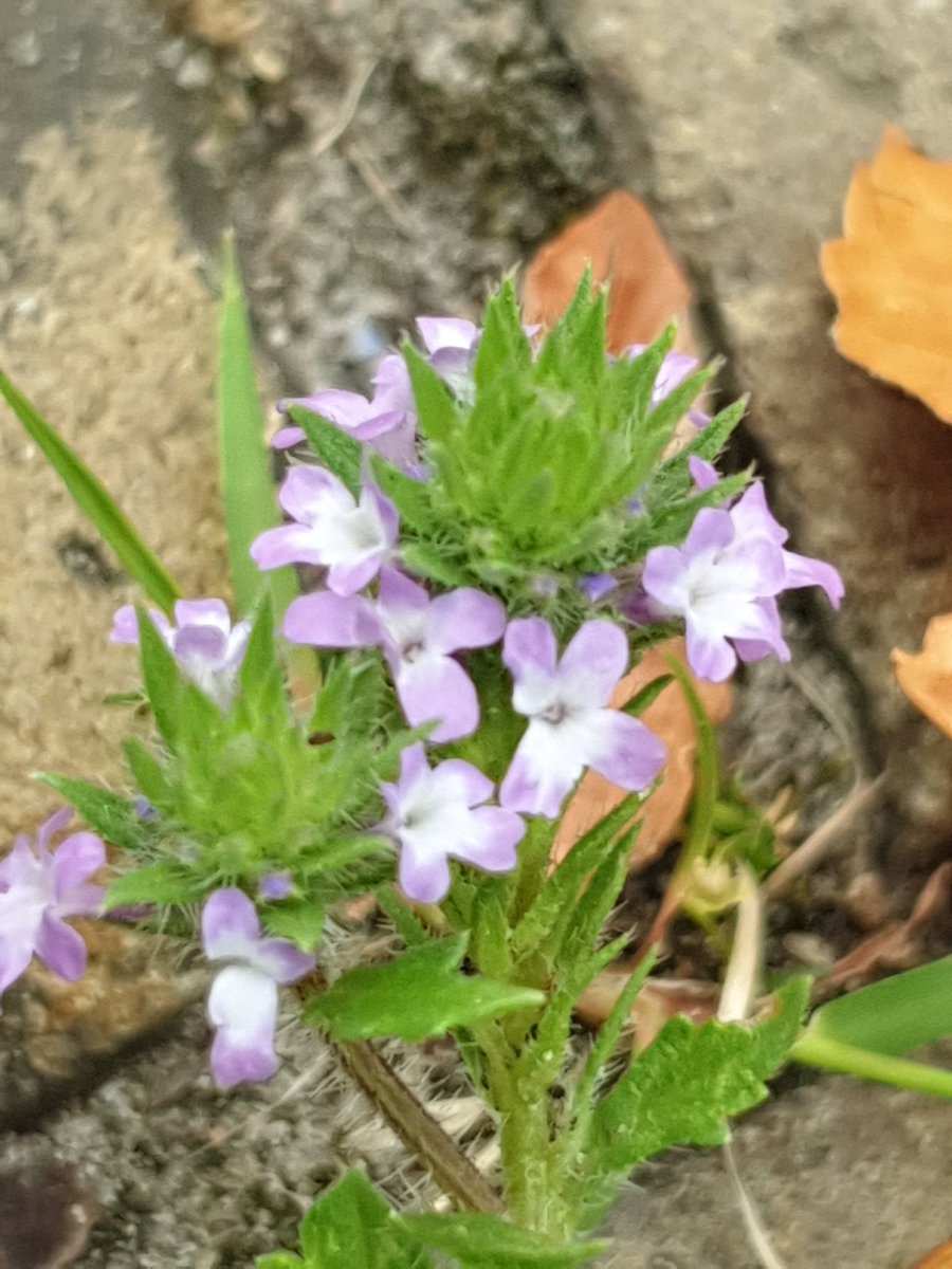 bruinsma_ben's tweet photo. Vond afgelopen weekend Verbena bracteata, lang niet gevonden in Nederland, laatste was in 1955 bij Bennekom. https://t.co/WUc3eIABAi