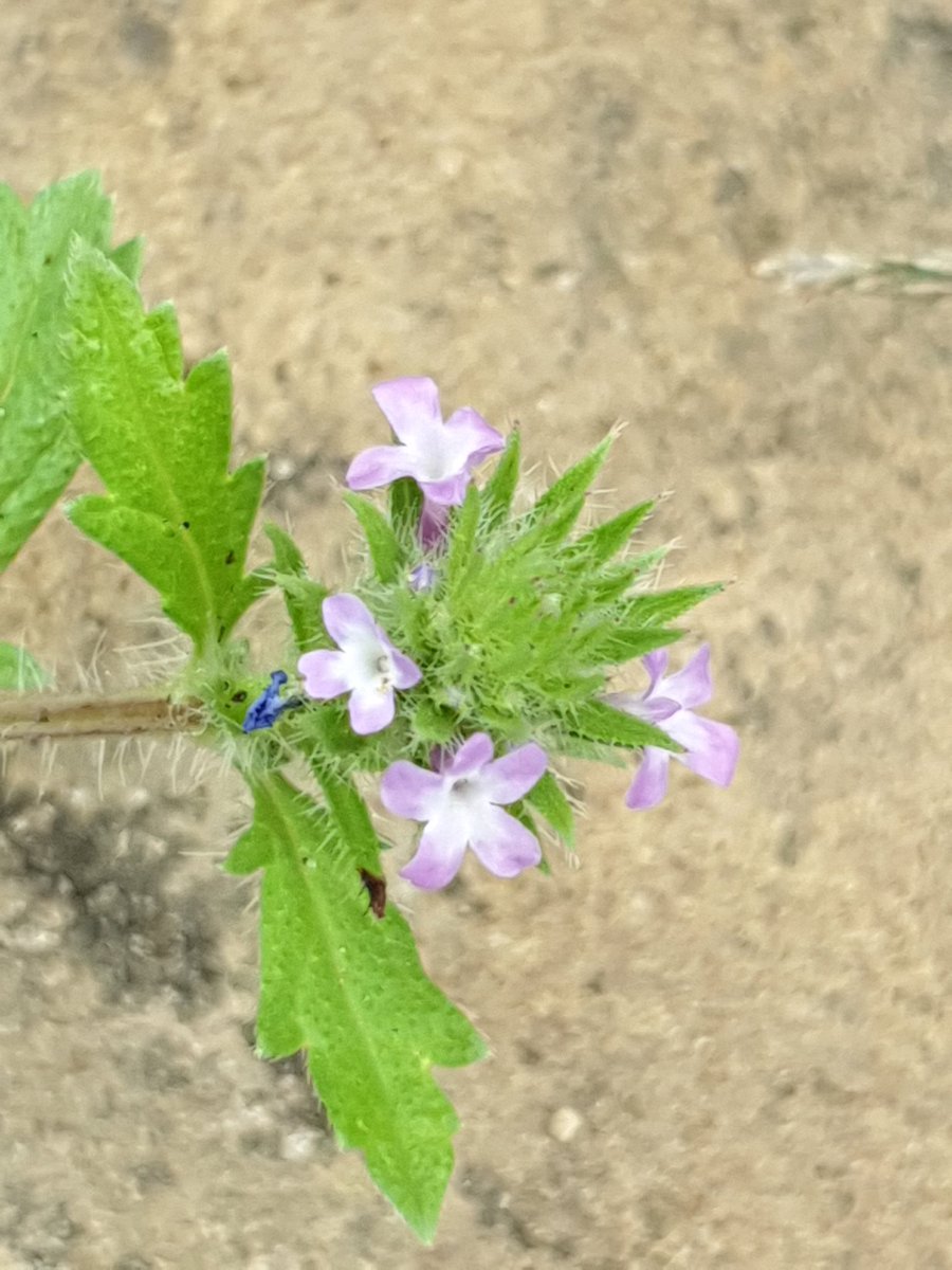 bruinsma_ben's tweet photo. Vond afgelopen weekend Verbena bracteata, lang niet gevonden in Nederland, laatste was in 1955 bij Bennekom. https://t.co/WUc3eIABAi