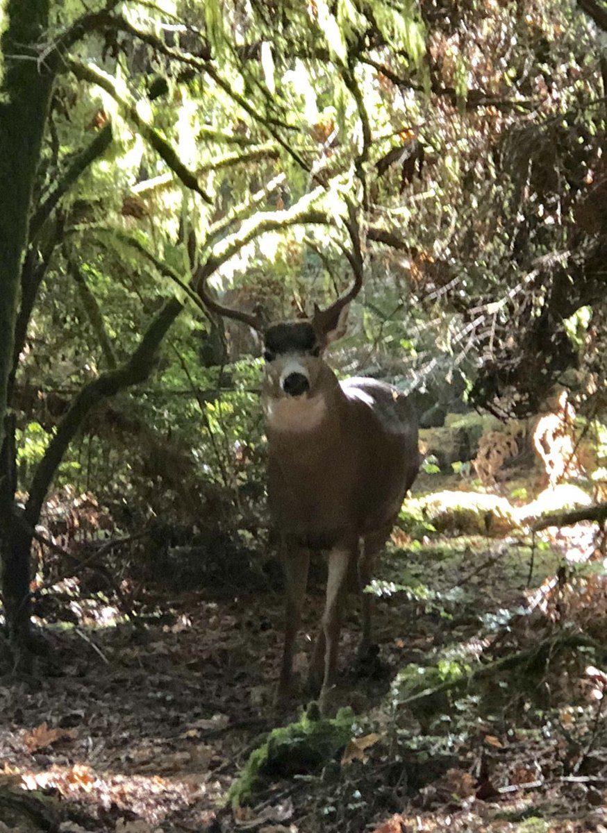 🌲Happy September🌲           Oh deer! I was in awe when I saw him on his path.                      #September1st #nature           #NaturePhotography               #faith #JusticeIsComing        #ClimateActionNow                 #bekind #love #Bahai