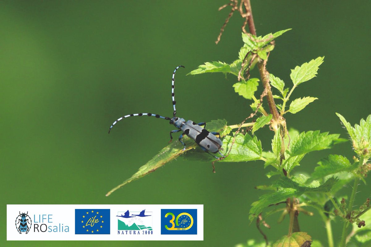 LIFENatROsalia's tweet photo. #Rosaliaalpina visiting the Center for monitoring saproxylic insects in Lepsa #PutnaVranceaNaturalPark
#conservation #SaproxylicBeetles #biodiversity #NatureConservationExperience
@LIFEprogramme #LIFENature
#APMVrancea #CCMESI #ACDB https://t.co/yHYt1ZDJzz