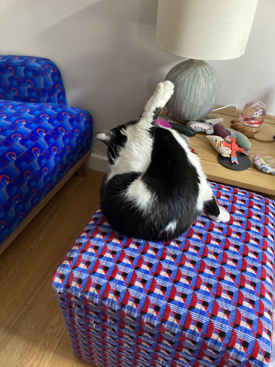owenclark3's tweet photo. You can’t beat a good rummage #CatsOfTwitter #furtle https://t.co/pf9bmEYsfg