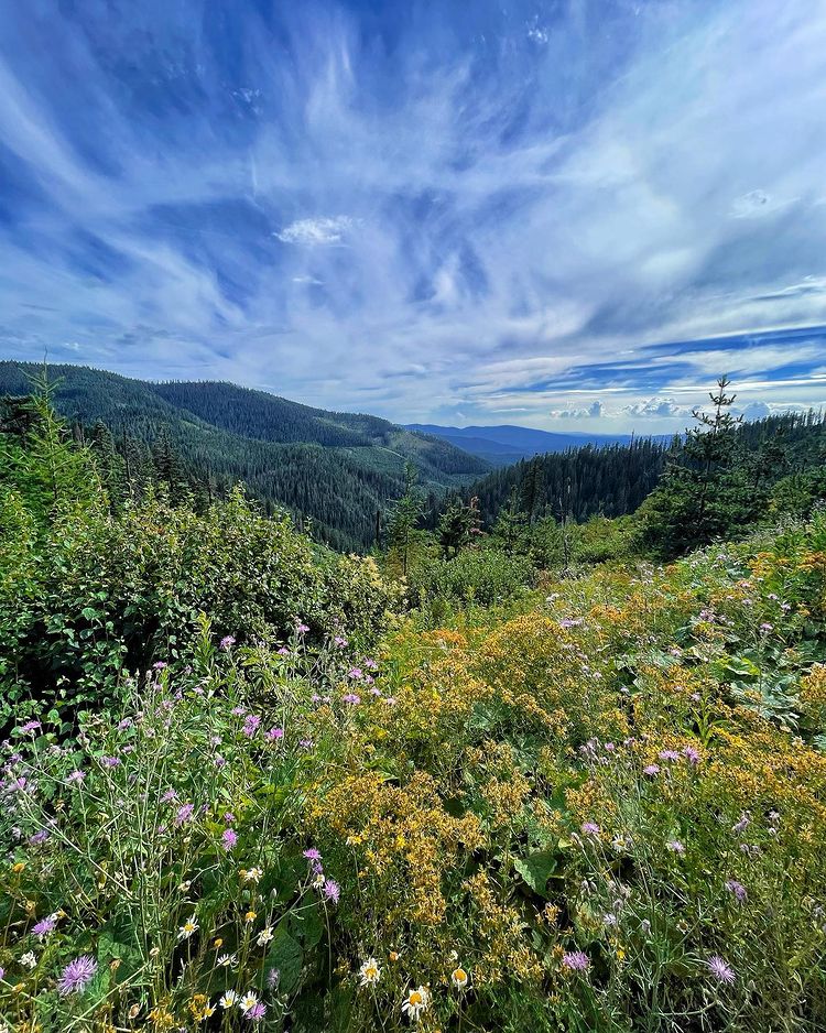 CdASoap's tweet photo. Summer mountain madness. Find the wild places. 🏔

#Soap #HandmadeSoap #NaturalSoap #EthicalBusiness #SmallBusiness #ShopSmall #ShopLocal #LocalBusiness #NaturalProducts #MadeInCDA #MadeInIdaho #artisansoaps #MountainMadnessSoap #CleanByNature #PNW #mountains #hiking #nature https://t.co/lngysAR0wW