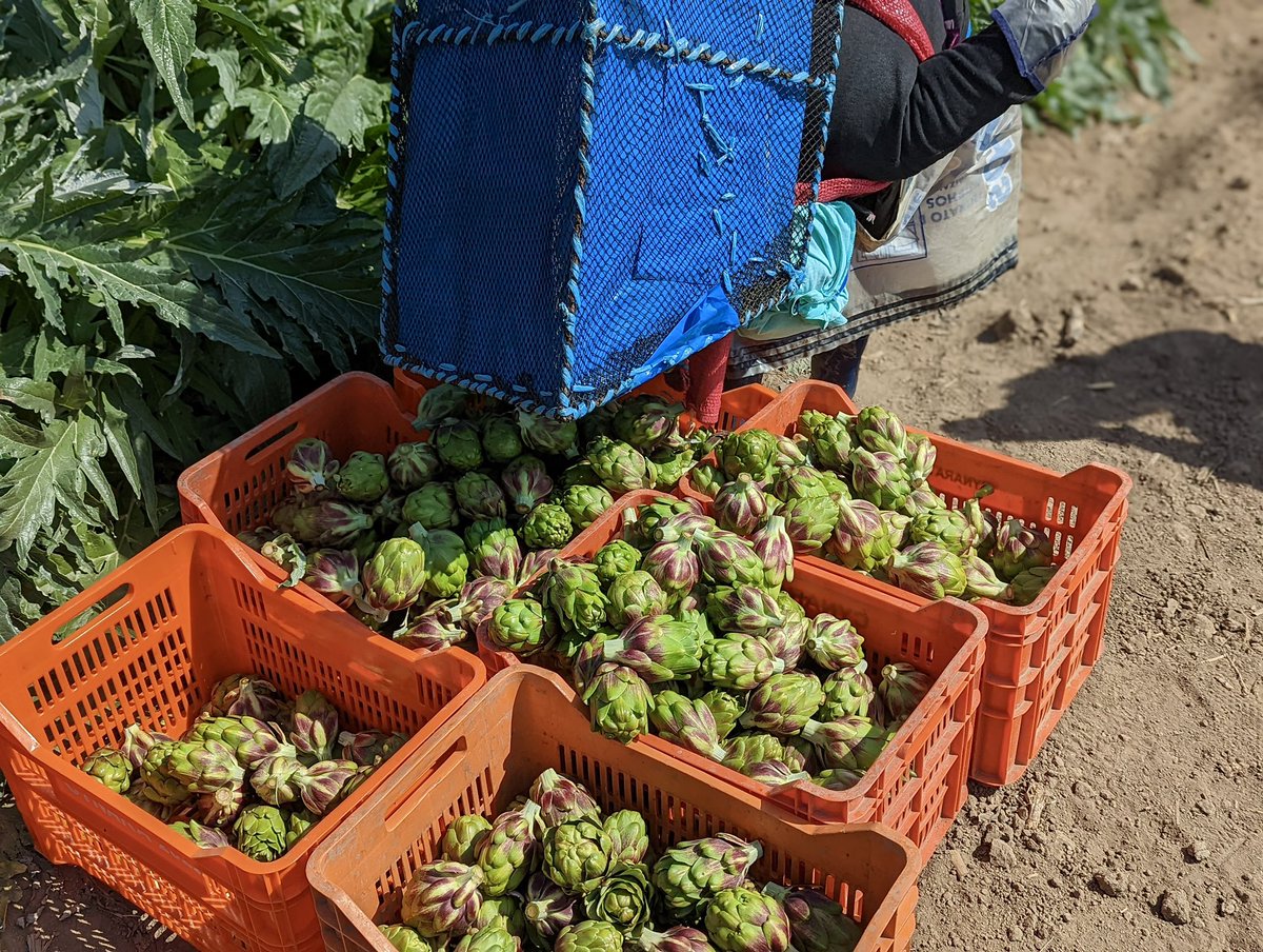 CYNARAartichoke's tweet image. #DidYouKnow all of our artichokes are hand picked? Our farm workers walk through the fields and toss each artichoke into a basket on their back called a "canasta." 👩‍🌾 When full, canastas can weigh from 80 to 100 pounds! 💪💚 

#artichokelovers #sustainablefarming #NonGMO