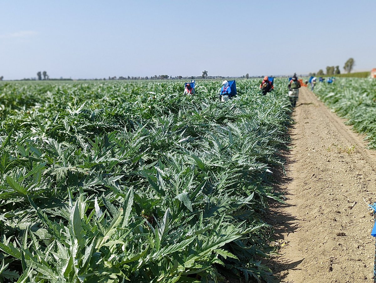 CYNARAartichoke's tweet image. #DidYouKnow all of our artichokes are hand picked? Our farm workers walk through the fields and toss each artichoke into a basket on their back called a "canasta." 👩‍🌾 When full, canastas can weigh from 80 to 100 pounds! 💪💚 

#artichokelovers #sustainablefarming #NonGMO