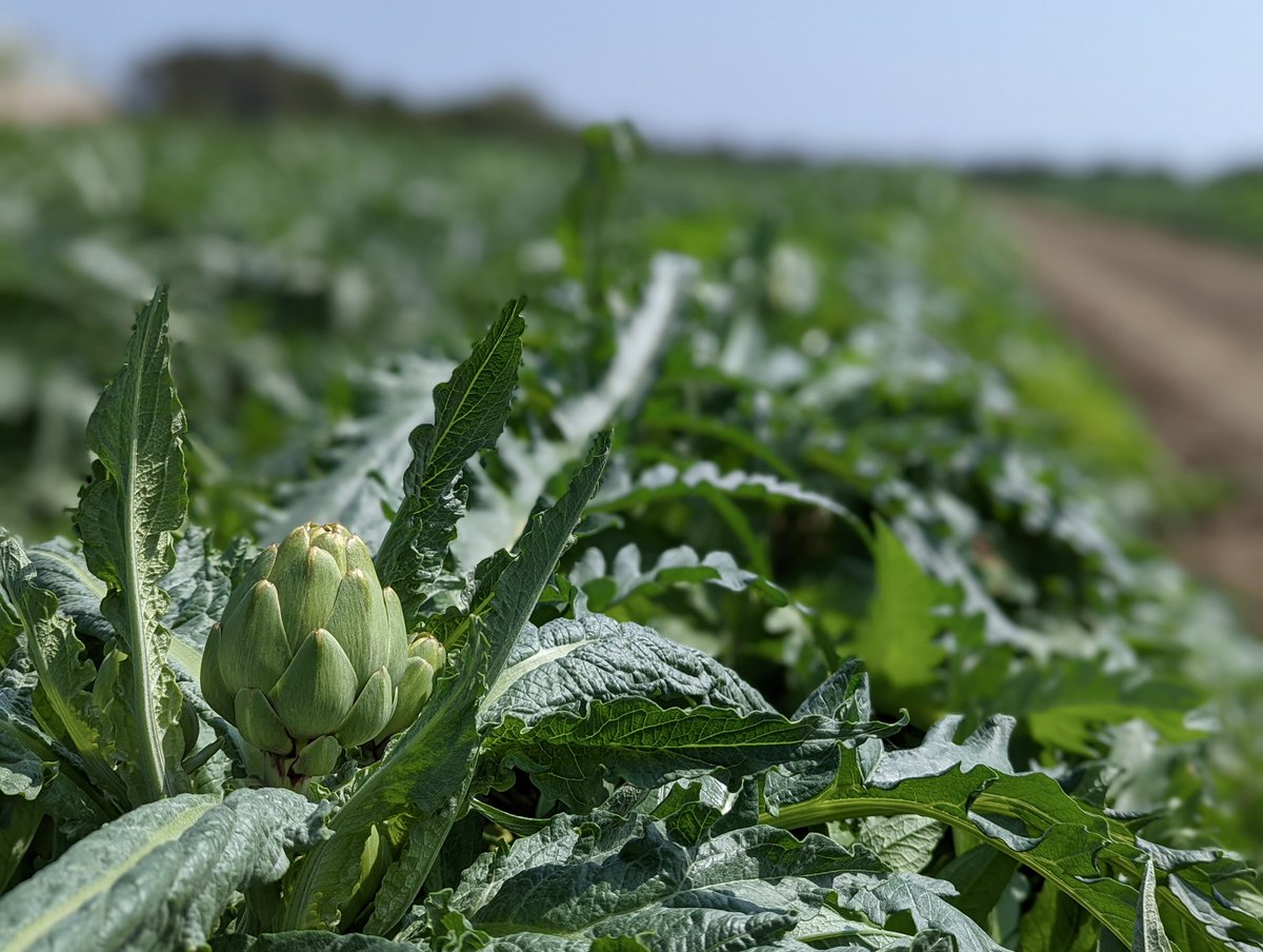 CYNARAartichoke's tweet image. #DidYouKnow all of our artichokes are hand picked? Our farm workers walk through the fields and toss each artichoke into a basket on their back called a "canasta." 👩‍🌾 When full, canastas can weigh from 80 to 100 pounds! 💪💚 

#artichokelovers #sustainablefarming #NonGMO