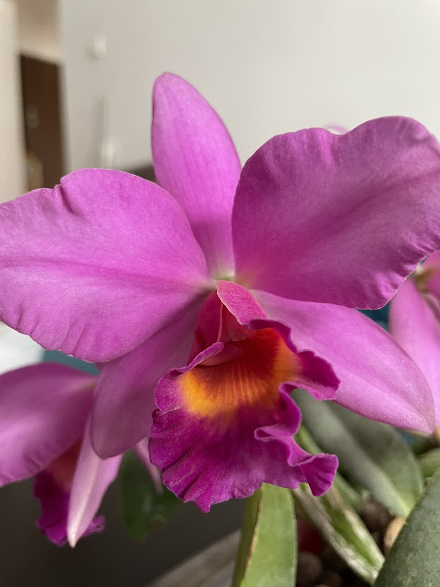 pisi_9's tweet photo. #cattleya #orchid #orchids #flower #Flowers https://t.co/wdW9AVl5gI