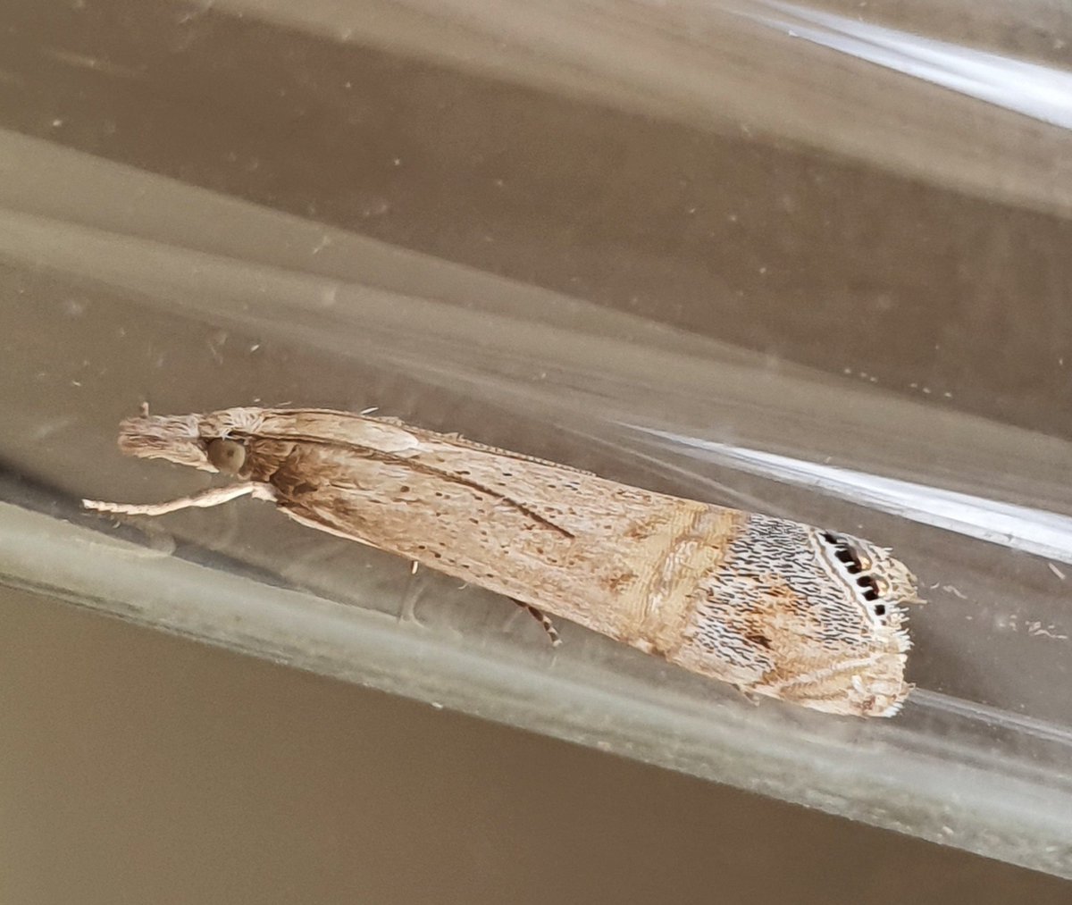 Excitement in Lower Hellesdon this morning. Euchromius ocellea  - a first for Norfolk - in my actinic trap