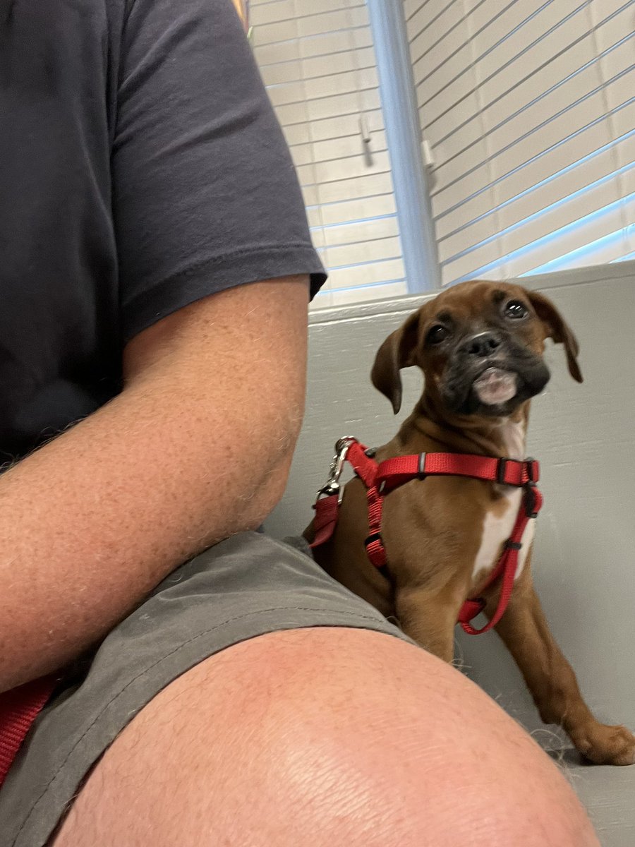 Amy’s Boxer Dogs tweet media