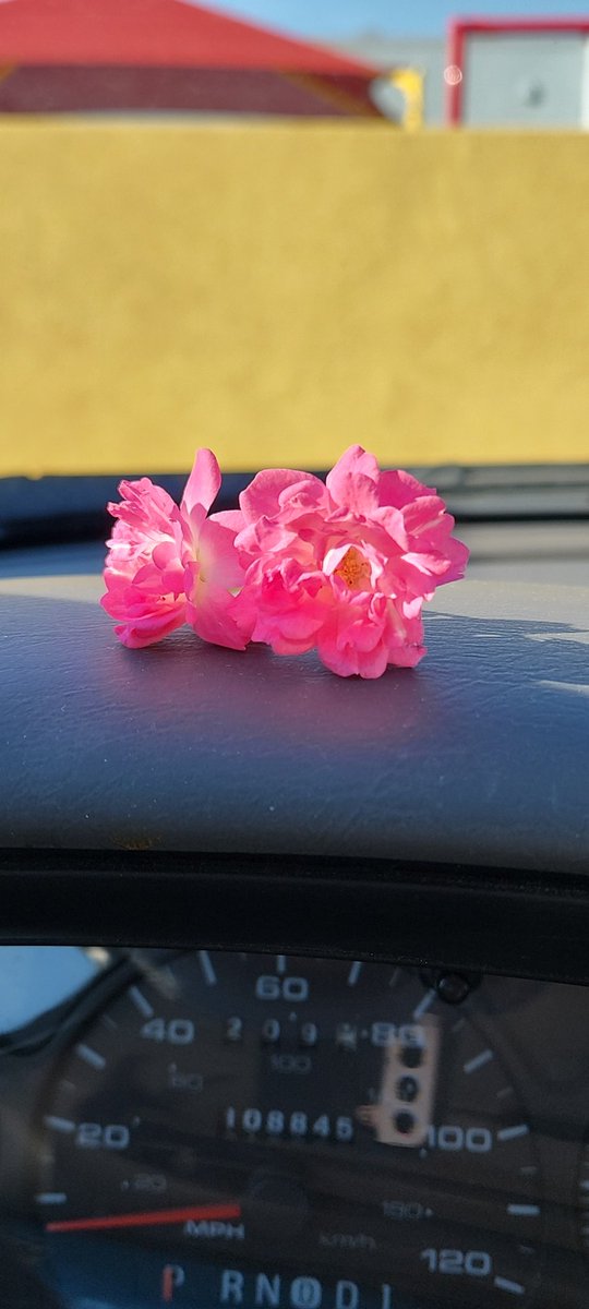 ATJuarez86's tweet photo. Things have been rough lately and what started out as a bad day changed when a random little girl at my son's school gave me these flowers. Maybe it was something on my face that said I needed a pick me up, idk. All I know is that little girl brightened my day. 
#BeKind https://t.co/xjsKpZQ4ym