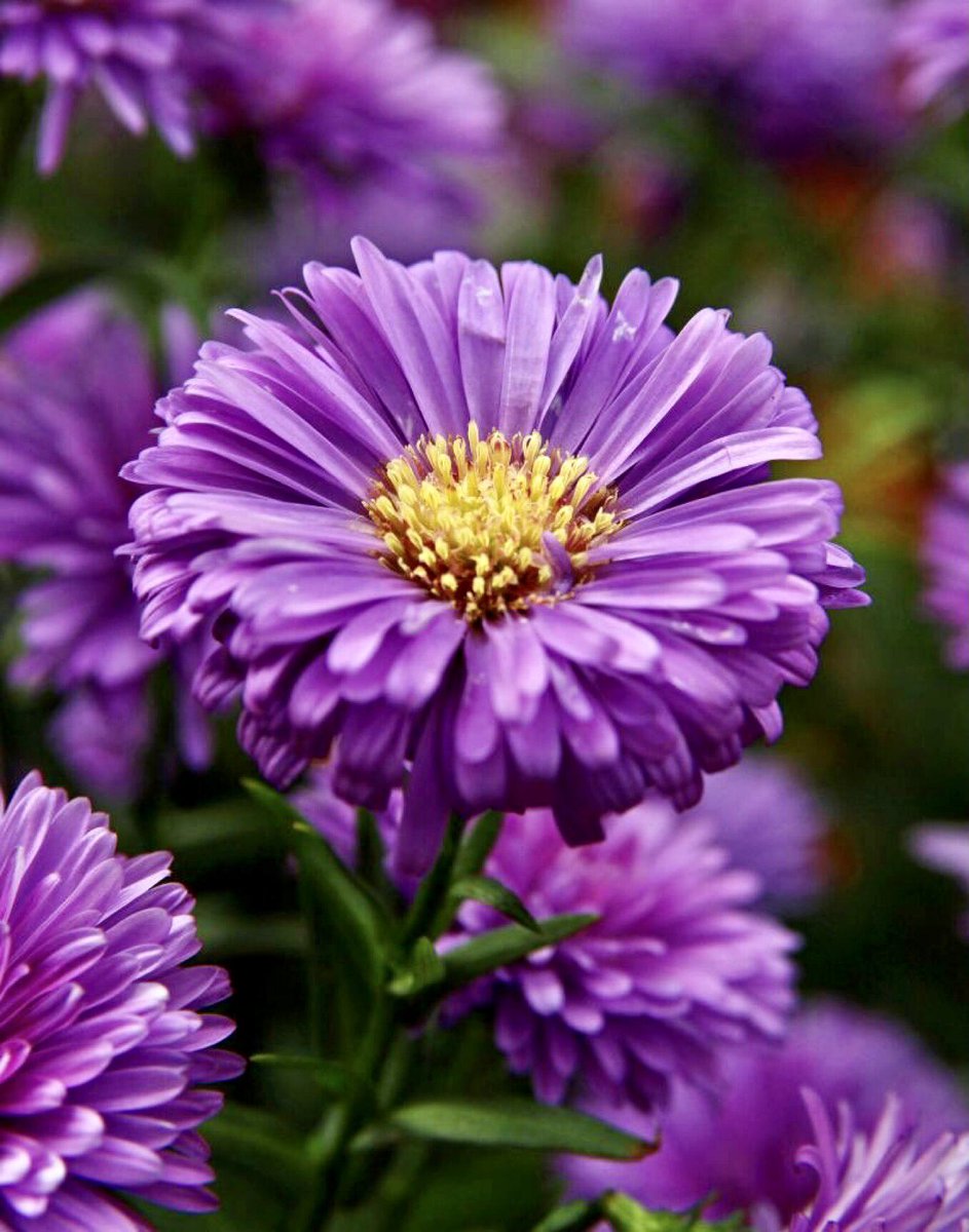 lacsd's tweet photo. My friends,
Take time for yourself
Be blessed with all that makes you happy, healthy today and everyday 💝
#HappySeptember
#Aster is one of the most colorful flowers of fall, used by Monarch butterflies as refueling stops on their annual migration journey..
#SeptemberBirthFlower https://t.co/diHjEGQqd4
