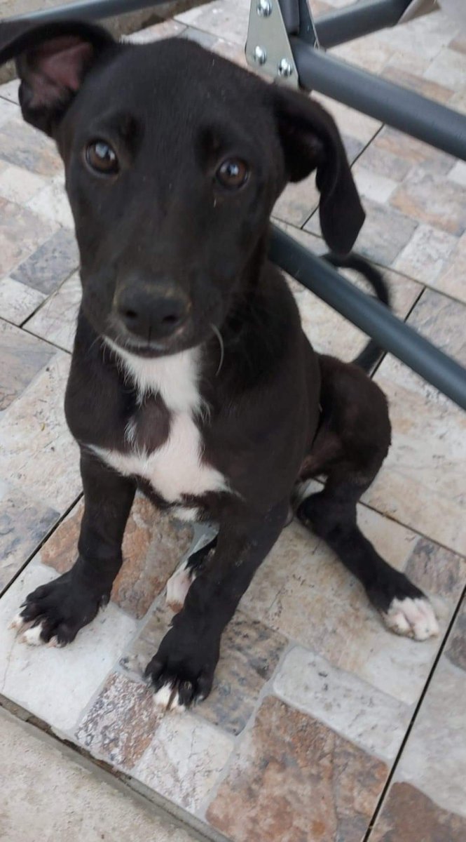 GillyMeeky's tweet photo. Penny’s and her pups Daisy and Poppy have no sponsor(s). The funds I raised got eaten up with parvo costs. Their sponsor for a month is £36 each. 🙏🤞 does anyone want to help the little family this month. I’ll be very thankful. https://t.co/ZwFOkC2HrE ref family https://t.co/JnpwP6Gnne