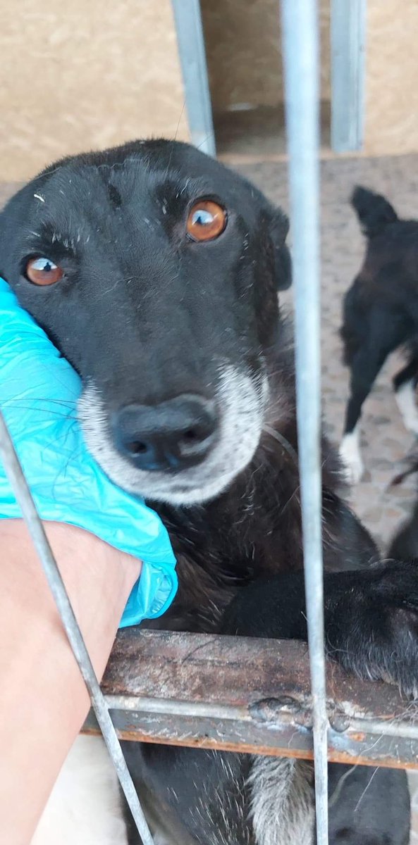 GillyMeeky's tweet photo. Penny’s and her pups Daisy and Poppy have no sponsor(s). The funds I raised got eaten up with parvo costs. Their sponsor for a month is £36 each. 🙏🤞 does anyone want to help the little family this month. I’ll be very thankful. https://t.co/ZwFOkC2HrE ref family https://t.co/JnpwP6Gnne