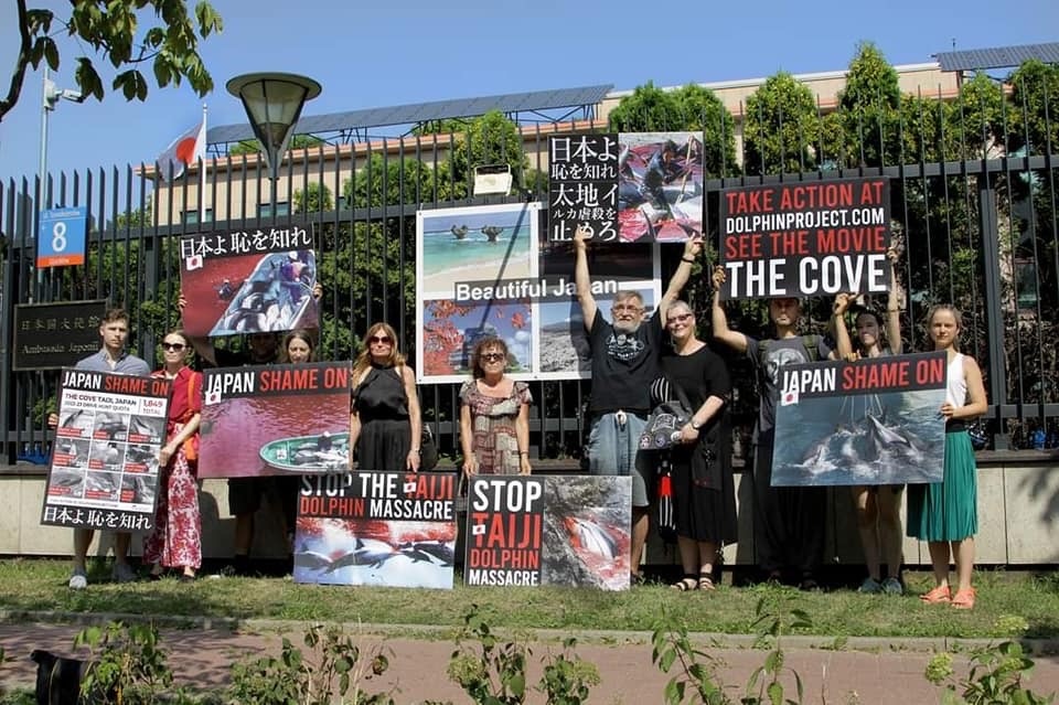 Dolphin Project tweet media