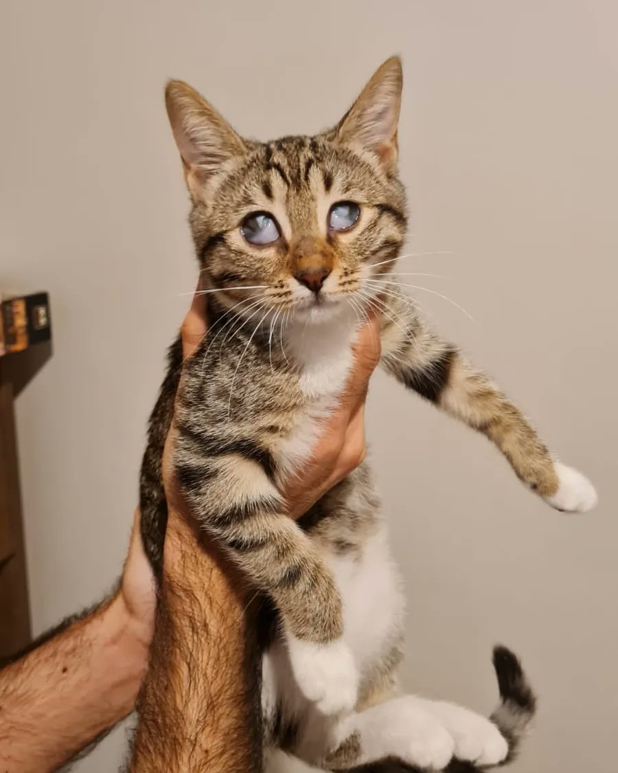 Hamlet 3.5 aylık bir erkek çocuğu. Korkak ama güvenince kendini sevdiren bir çocuk. 
Kum kullanıyor, kuru ve yaş mama yiyor.
Operasyonla göze yapışan beyazlıklar 2 ay sonra ayrılacak. Operasyonu tarafımca karşılanacak.
++++