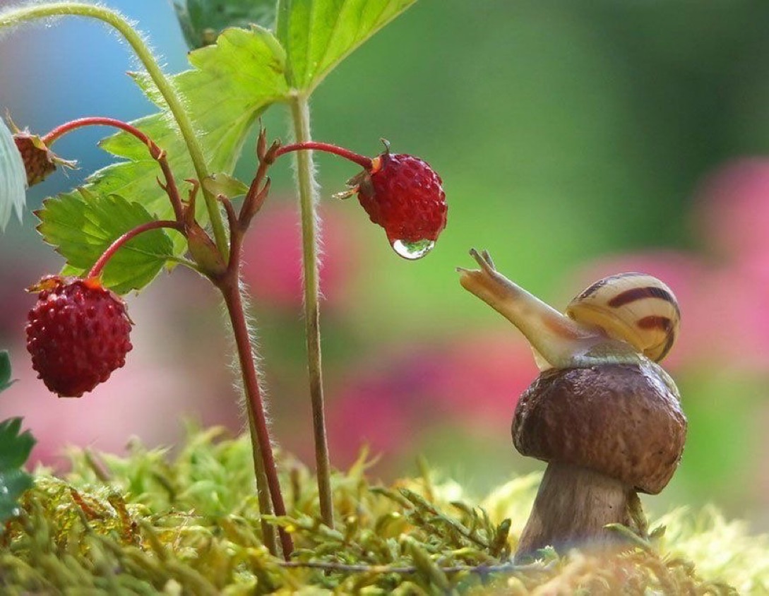 ramblingsloa's tweet photo. Progress has little to do with speed
But much to do with direction.
So honor every step ... no matter how slow.

Timber Hawkeye 
Pic V Mishchenko https://t.co/wVjQrgSwpj