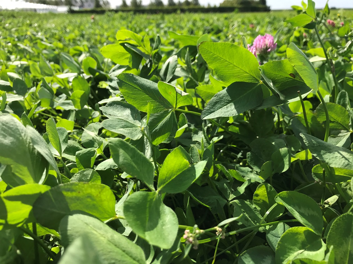 Vroege maisoogst? Dat biedt kansen voor een geslaagde inzaai van grasklaver. Lees onze tips: ruwvoerforum.nl/grasland/tip-g… #klaver #oogst #maisoogst #oogst2023 #melkvee #eiwit