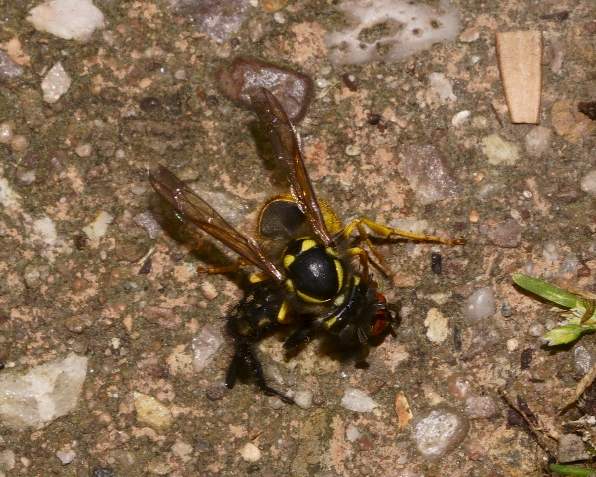 Peter Hendry tweet media