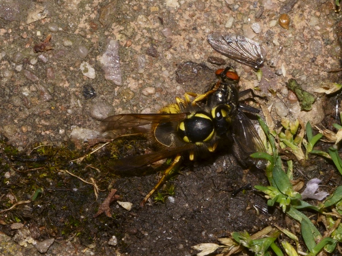 Peter Hendry tweet media