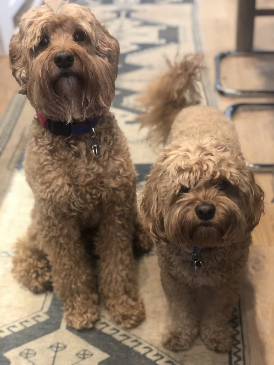 FitzyFierce's tweet photo. @nathaliejacoby1 My babies 💖💖 https://t.co/ESMq5L8o8t