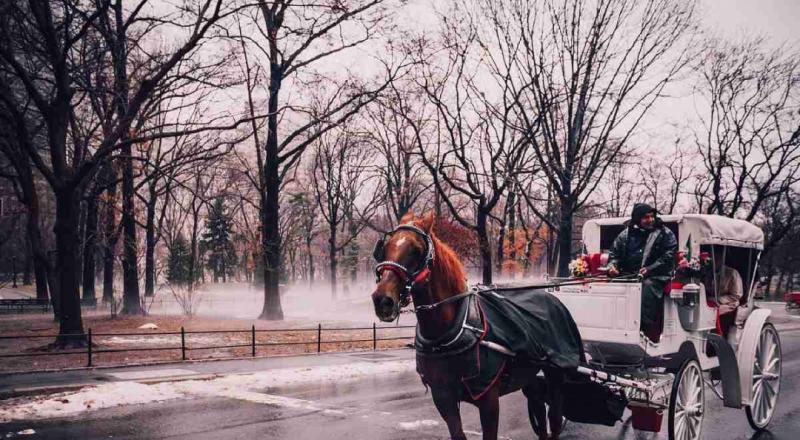 Yo creo que es una actividad cruel y obsoleta en Nueva York, Cozumel y cualquier parte del mundo...

Carruajes con caballos en NY ¿Tradición o actividad cruel y obsoleta?
excelsior.com.mx/trending/carru…