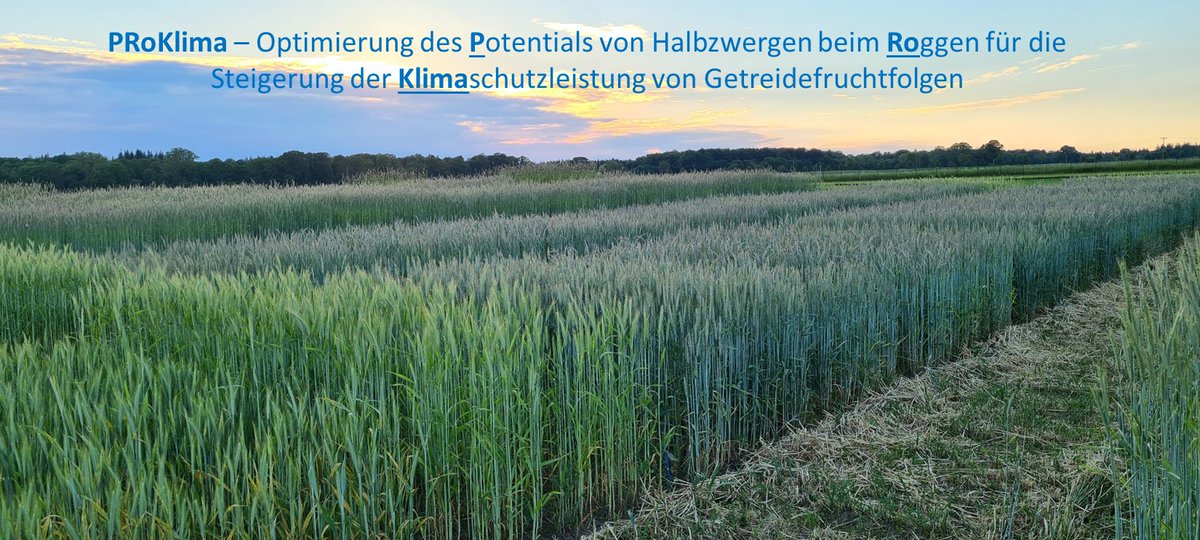 RYE-SUS goes PRoKlima.

With the start of our new research project @JKI_bund today, we will continue to give more attention to #rye on this channel for the next three years.😎

Stay tuned for more updates!  
<a href="/suscrop/">SusCrop ERA-NET</a> <a href="/FACCEJPI/">@faccejpi</a> <a href="/EUAgri/">EU Agriculture🌱</a> <a href="/DialogBDP/">BDP</a>
