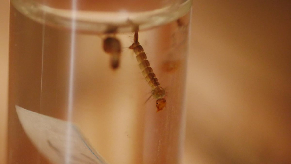 Luis Fernando Chaves tweet media