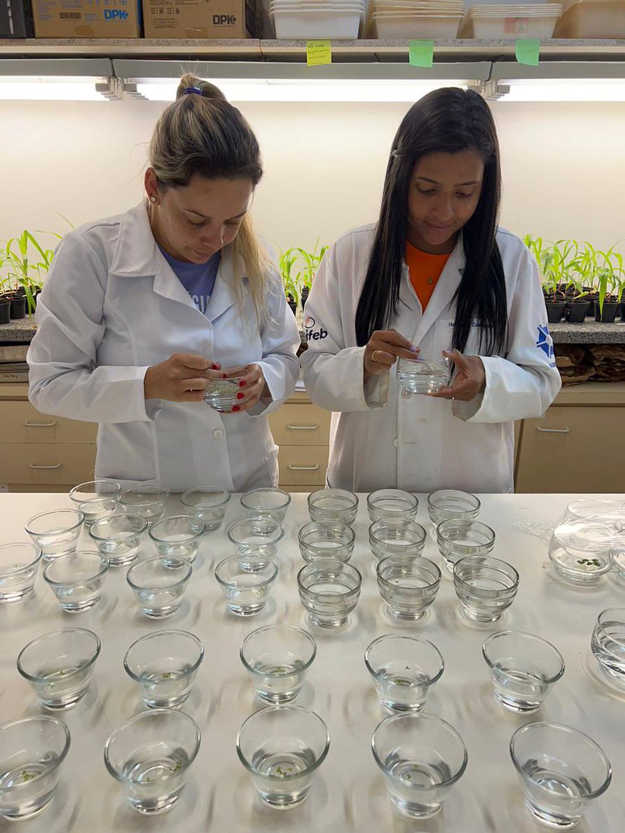 LeeaBrasil's tweet photo. Ensaios de toxicidade aguda ou crônica com plantas aquáticas tem por finalidade:Determinar a toxicidade inerente de substâncias químicas para este grupo biológico.Avaliar o  risco e a periculosidade ambiental de produtos químicos.Determinar a dinâmica e a saúde ambiental https://t.co/vCw1FdHyWR