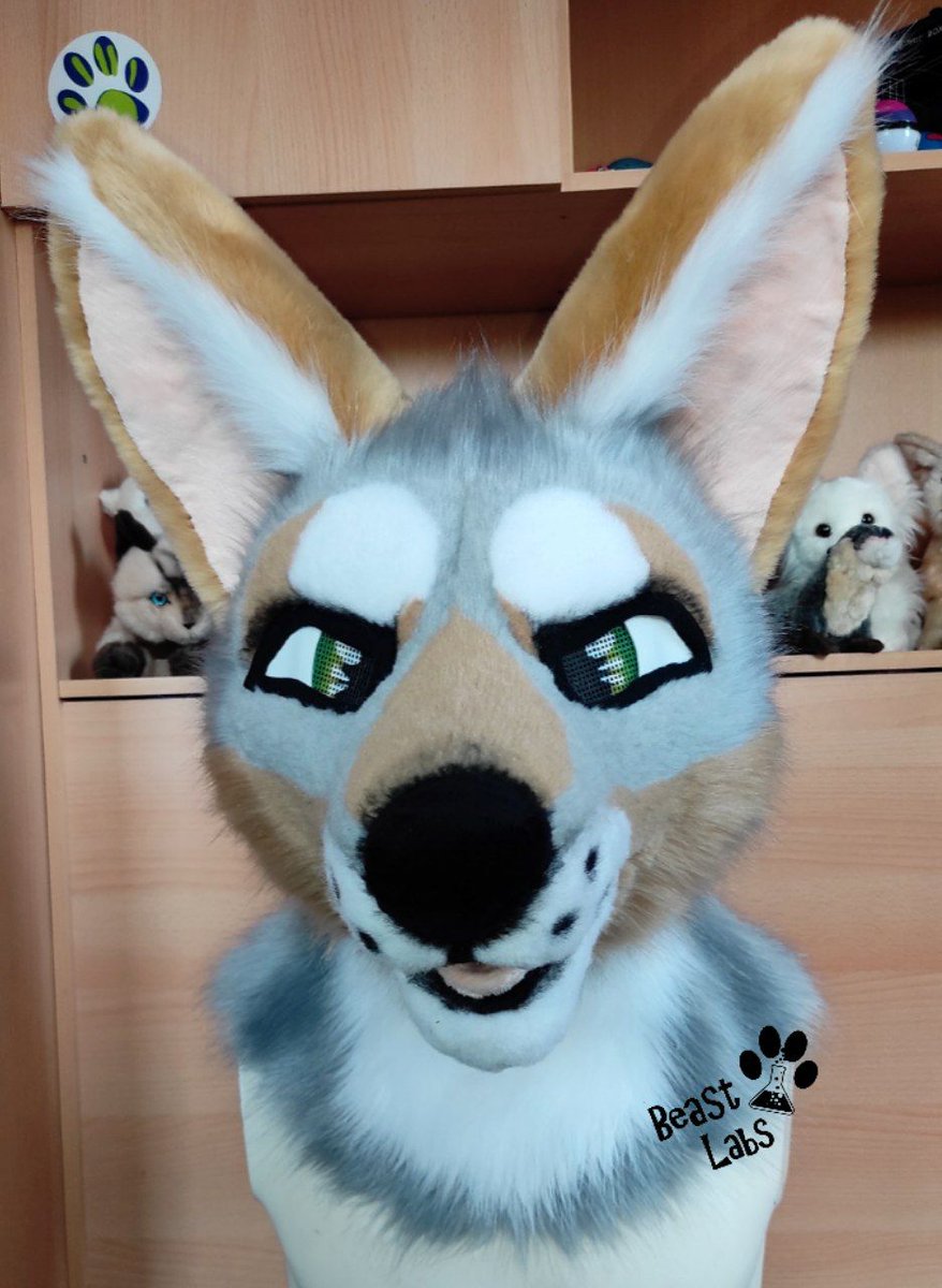 BeastLabsSuits's tweet photo. Cute little coyote boyo<3
This premade stayed a little longer to be resized to its new owners meassurements<3
He'll be on his way home soon!
#fursuit #fursuitmaker #fursuit_maker #furry #furryfandom #sewing #handmade https://t.co/fPjzPrrxan