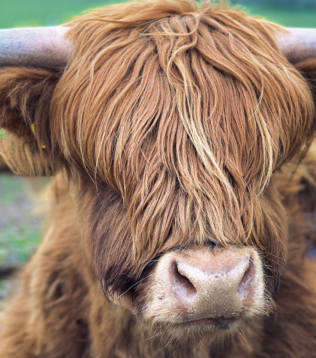 Arbikie's tweet photo. Pop in for a tour this weekend and say hello to our furry friends 🐂
See tour availability and book tickets: https://t.co/ivxhAGhcGs
#arbikie #highlandcows #farmdistillery #visitscotland #highlandcow #angus #distillerytour #fieldtobottle #highlandcattle https://t.co/kjTYt3jbvo