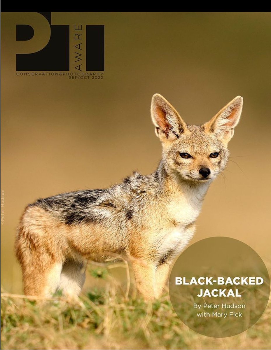 Our new e-magazine of PT Aware on black-backed jackals is available and can be downloaded at
 pawstrails.com/magazine/editi…