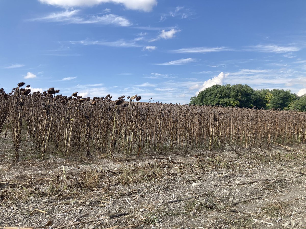BUREAU20's tweet photo. La récolte des tournesols bat son plein en Sud Charente et ailleurs.
C’est le moment de mesurer la performance des génétiques 
Vitrine ADS- IMPAACT https://t.co/AuOeXkMOD5