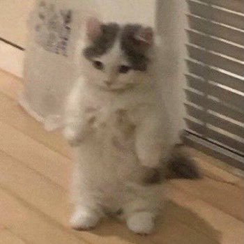 juyomiascats's tweet photo. https://t.co/za1MGJky26