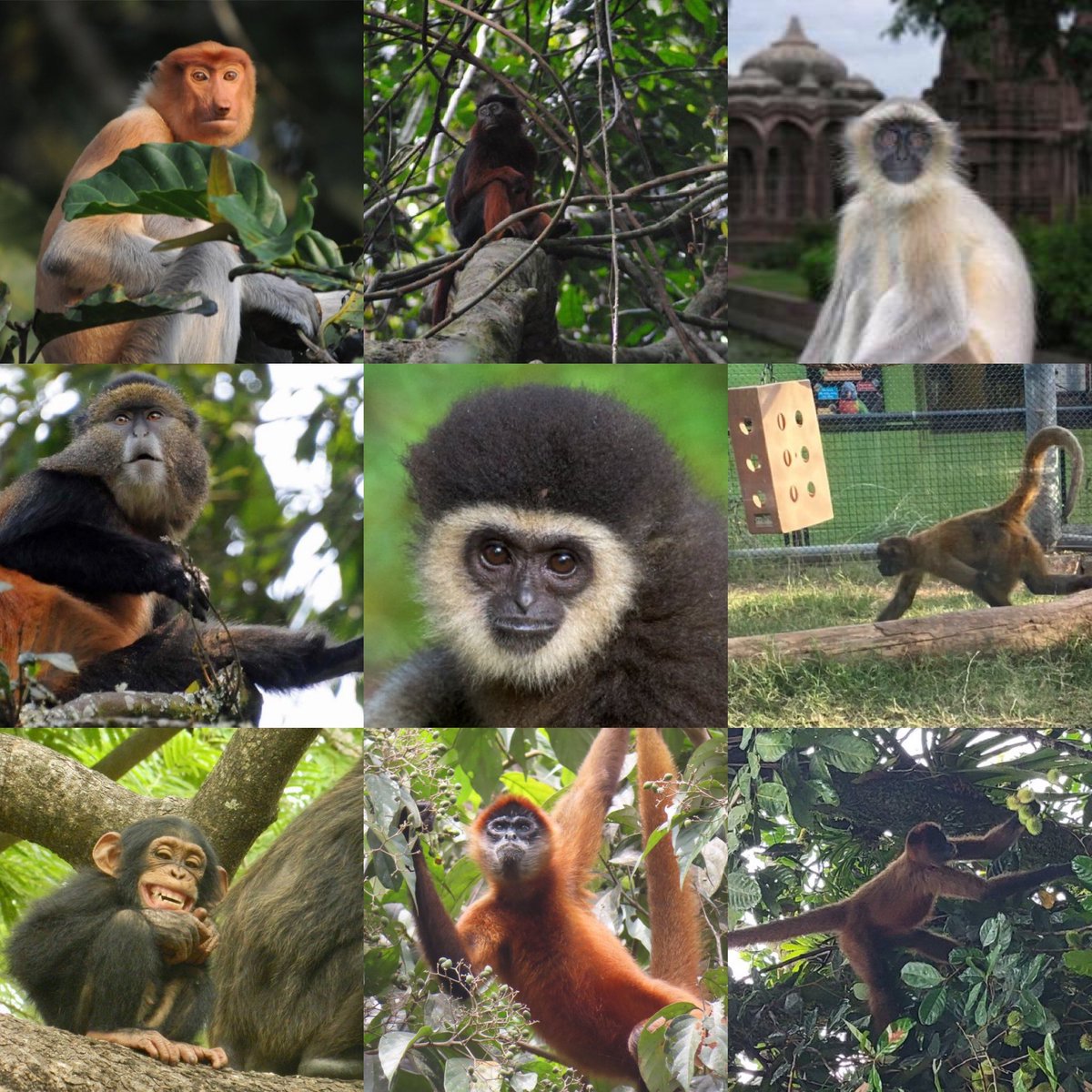 Happy #InternationalPrimateDay to primates and the people who study and care for them! 🦍🦧🐒#primates #primatology