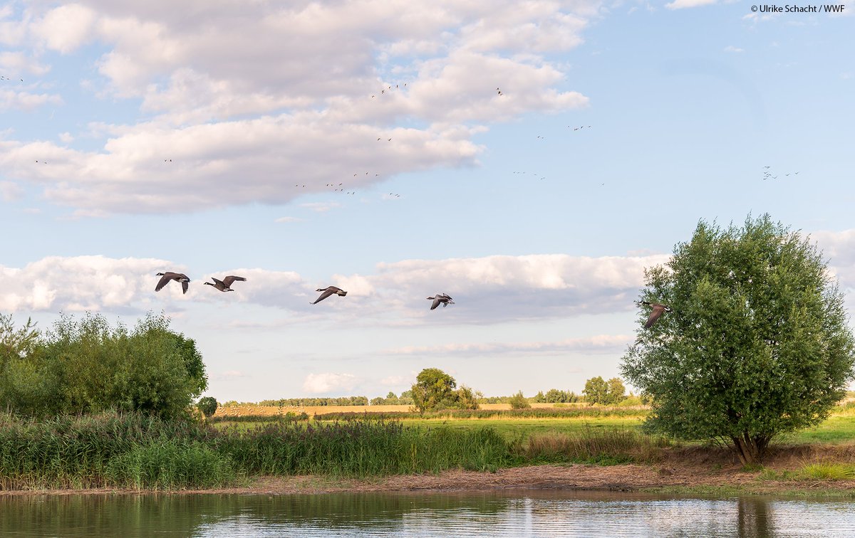BfN_de's tweet photo. Große Flussmündungen sind für die biologische Vielfalt von besonders hohem Wert. Ein #Naturschutzgroßprojekt wird diese Lebensräume auf der Elbinsel #Krautsand sichern &amp; entwickeln. Gestern hat sich BfN-Präsidentin Riewenherm an der Unterelbe informiert: https://t.co/SufolOrgZ8 https://t.co/JSKFetetbx