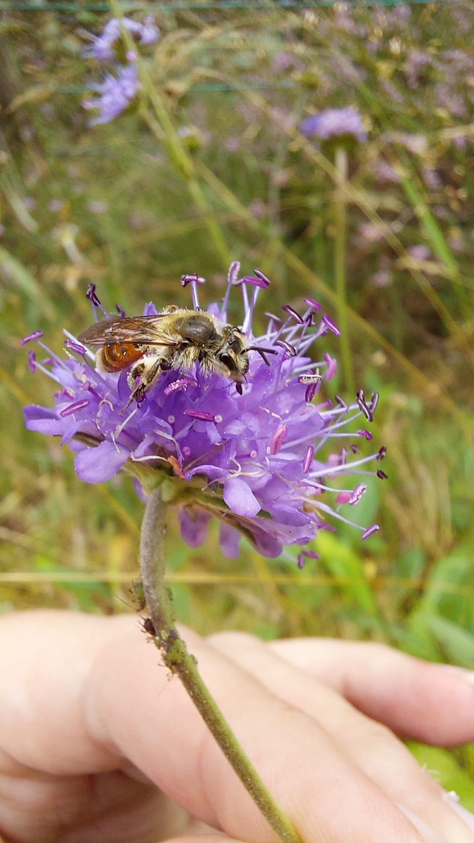 Rare Invertebrates in the Cairngorms tweet media