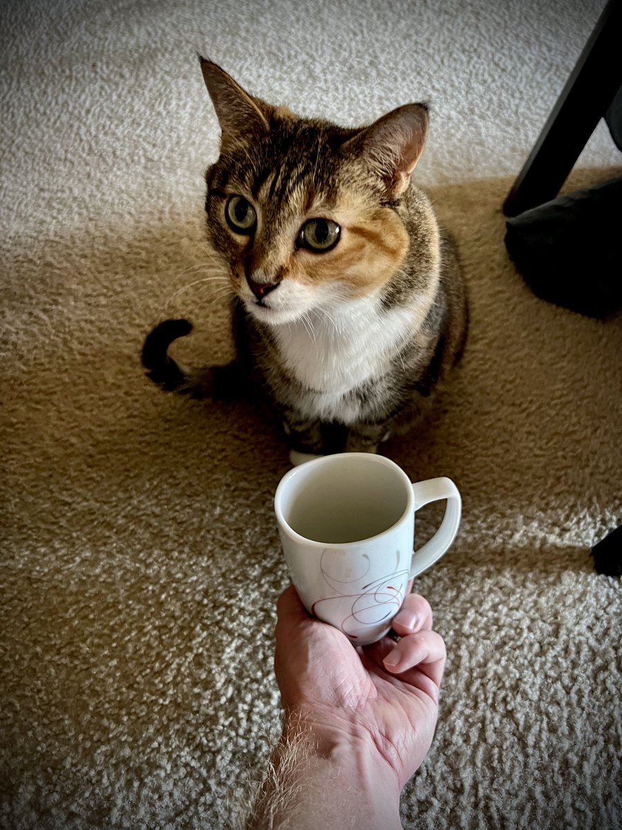 Shawnerrific's tweet photo. Don’t know if my ALT text gets read much but I try to make it intriguing :) #cat #coffee #AltText 

A hapless cat owner holds up their empty coffee cup to a cat hoping it will get him a refill. https://t.co/5yvI0W54RI
