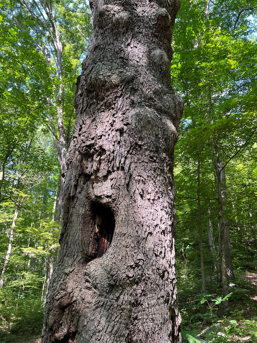 davidcate's tweet photo. Started writing a new blog post for Kingsport. The new Naturalist Tyler Wick and I venture into the deep woods of Bays Mountain to find one of the oldest trees. https://t.co/1xR3TDzZOw
#kingsport #easttennessee #baysmountain #nature #trees #oldesttrees https://t.co/Cr1sjarogs