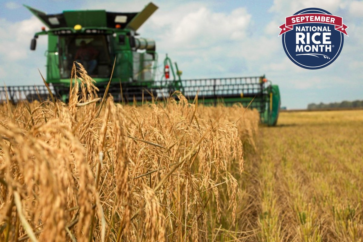 The Natural State is known for its strong and proud agricultural heritage. Arkansas plays a vital role in producing the world's most popular grain: rice! During #NationalRiceMonth, we celebrate all our hardworking farmers whose grains go from the field to tables across the globe!