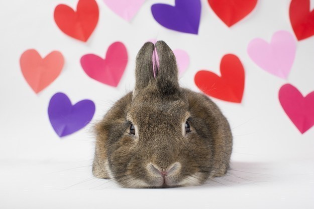 RabbitEveryHour's tweet photo. https://t.co/JKPBEciHfr